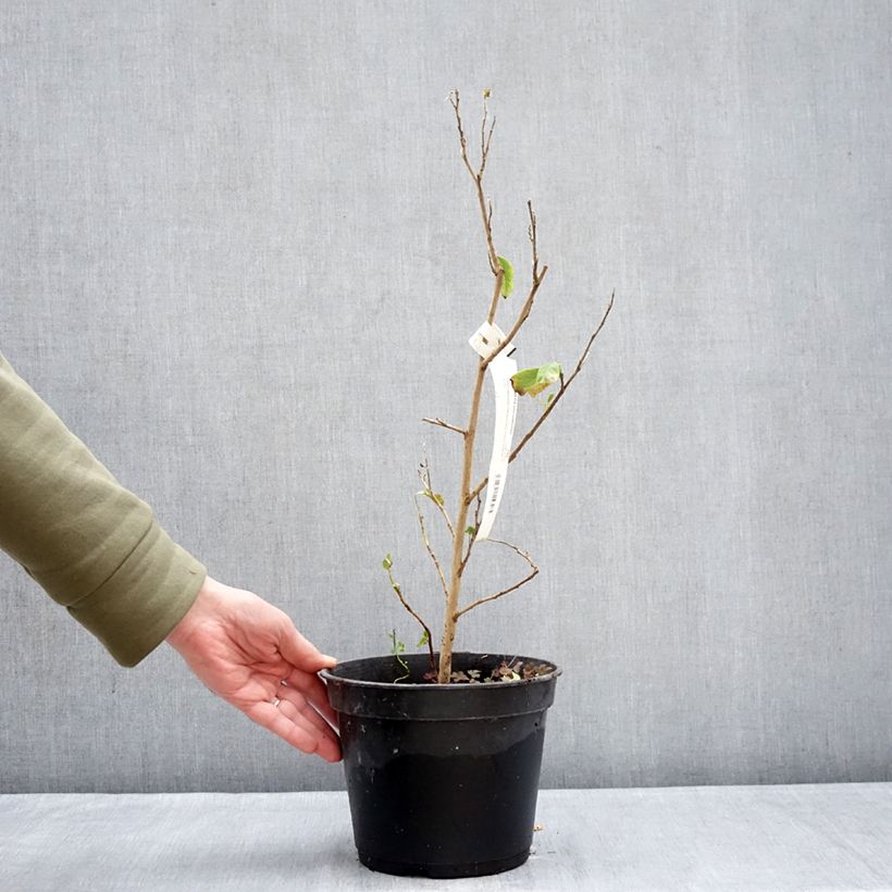 Example of Stewartia pteropetiolata Pot de 4L/5L as you get in hiver