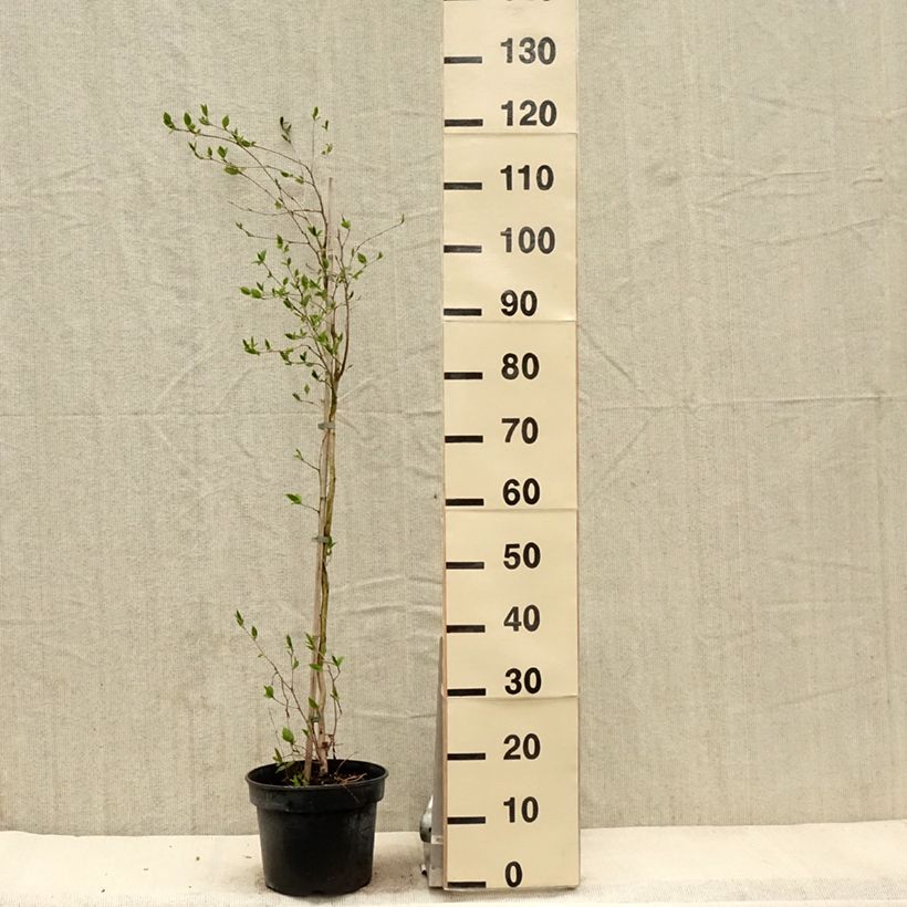 Example of Stewartia rostrata - Stuartie Pot de 4L/5L as you get in printemps