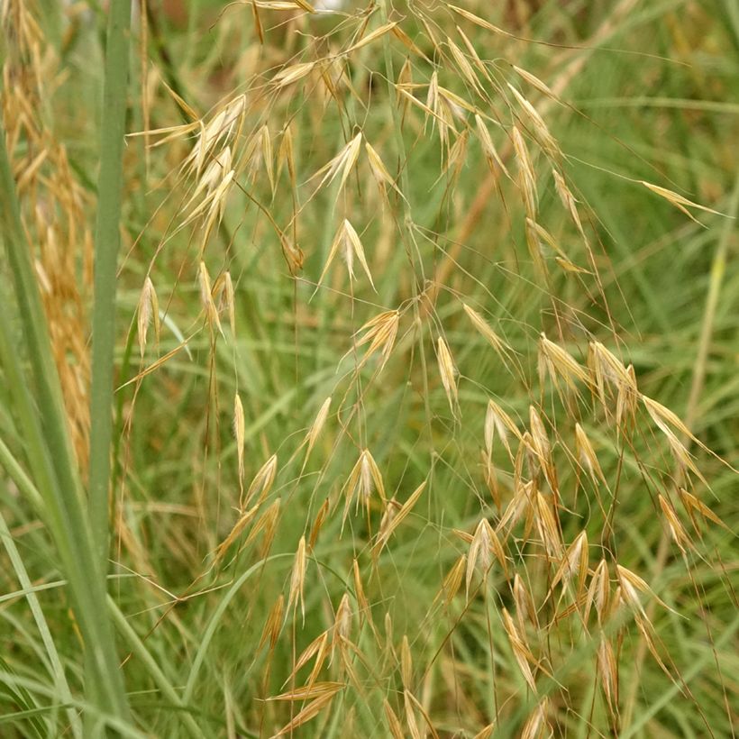 Stipa gigantea - Stipe géante (Foliage)