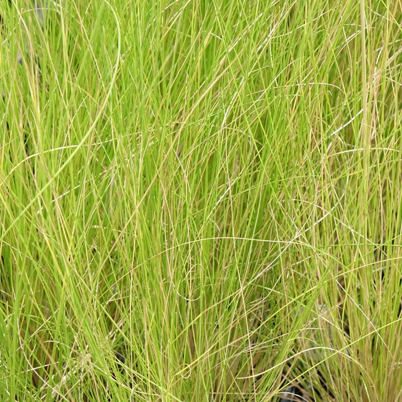 Stipa ichu - Jarava ichu (Foliage)