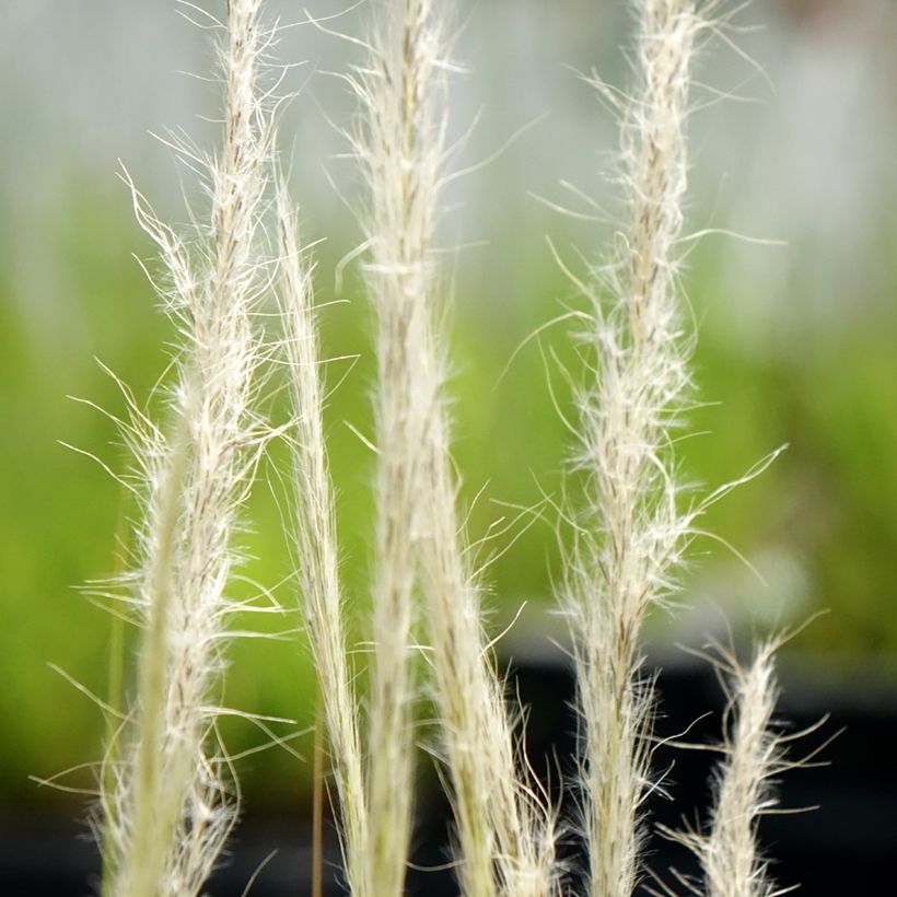 Stipa ichu - Jarava ichu (Flowering)