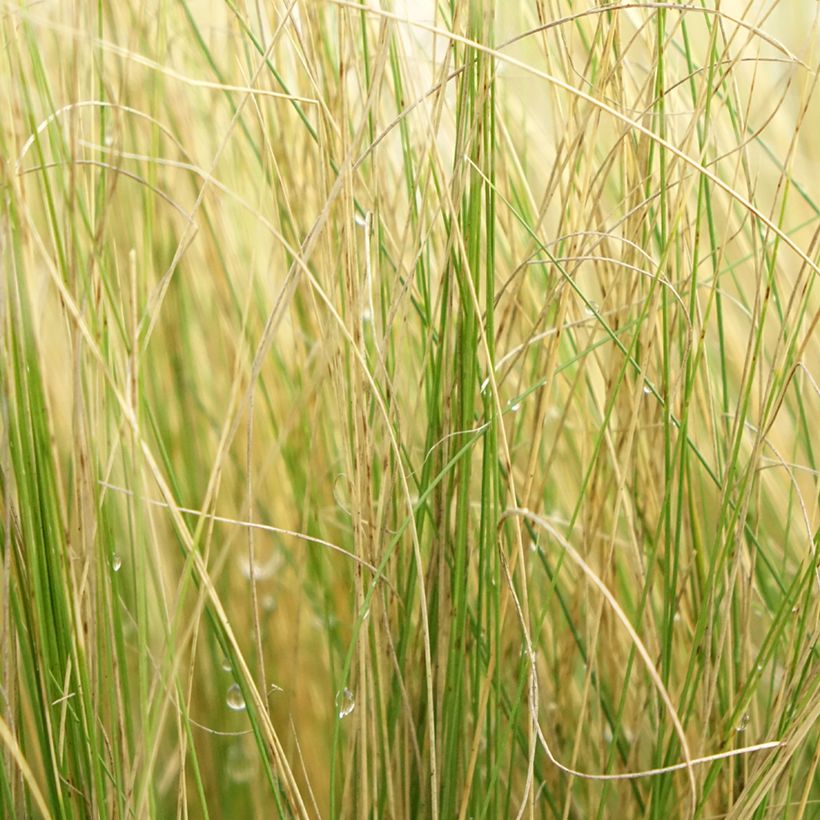 Stipa pennata (Foliage)