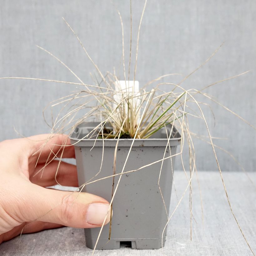 Example of Stipa splendens - Achnaterum Godet de 8/9 cm as you get in hiver