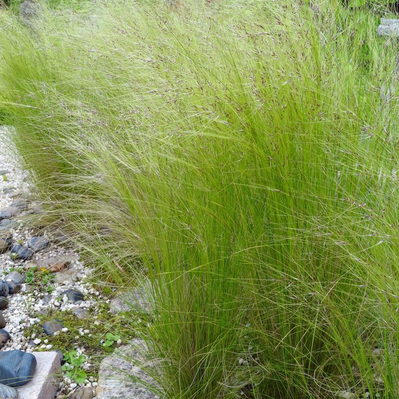 Stipa tenuifolia - Cheveux d'ange Pony Tails (Flowering)