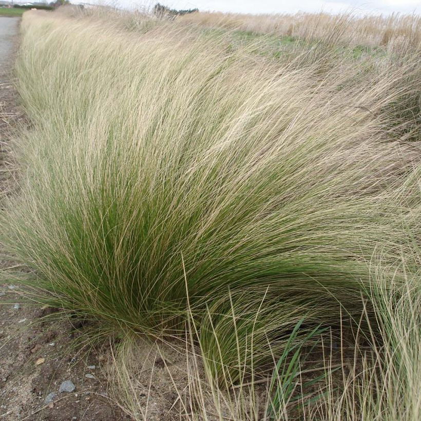 Stipa tenuifolia - Cheveux d'ange Pony Tails (Plant habit)