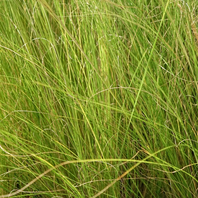 Stipa trichotoma Palomino - Stipe à feuilles dentées (Foliage)