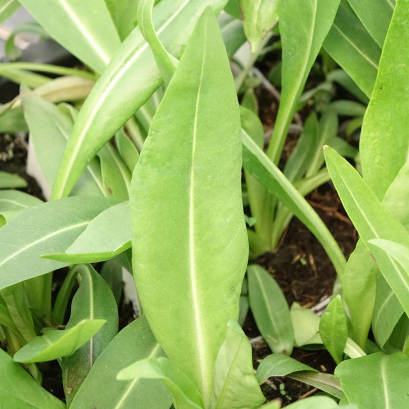 Stokesia laevis Alba - Bleuet d'Amérique - Stokésie blanche (Foliage)