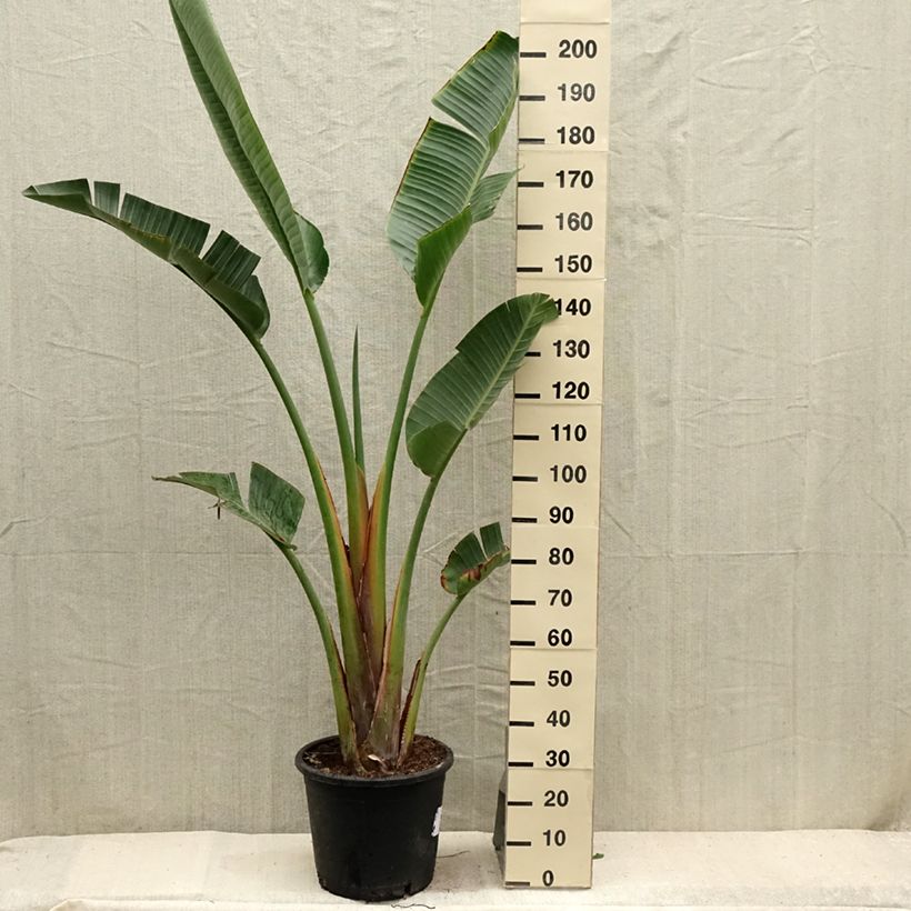 Spécimen de Strelitzia augusta (alba) - Oiseau de Paradis blanc  Pot de 30L/35L tel que livré en été
