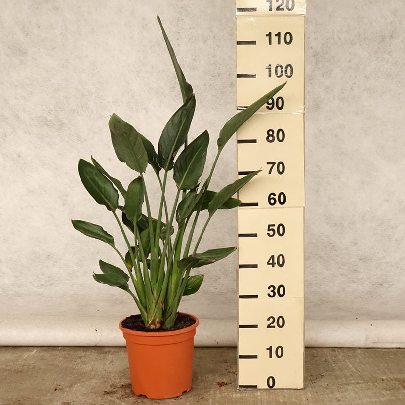 Spécimen de Strelitzia reginae - Oiseau de Paradis Pot de 6L/7L tel que livré en été