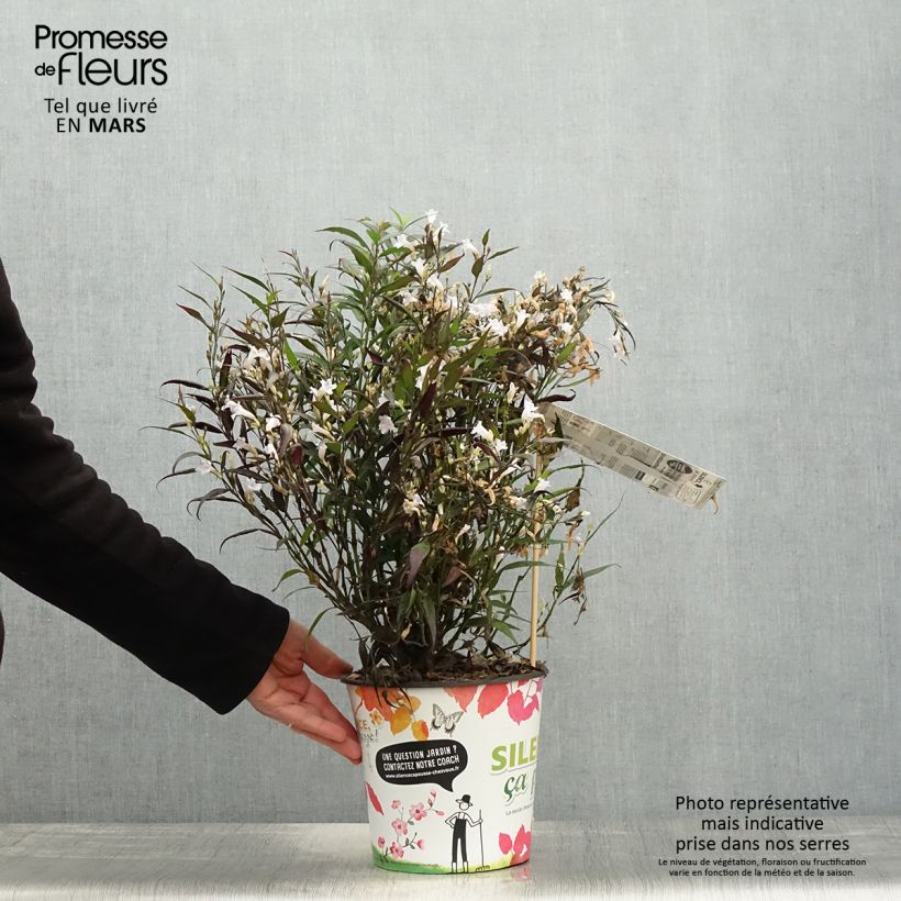 Spécimen de Strobilanthes anisophyllus Brunetthy Pot de 3L/4L tel que livré au printemps