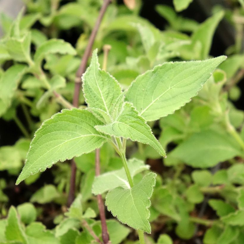 Strobilanthes attenuata Blue Carpet - Strobilanthe (Foliage)