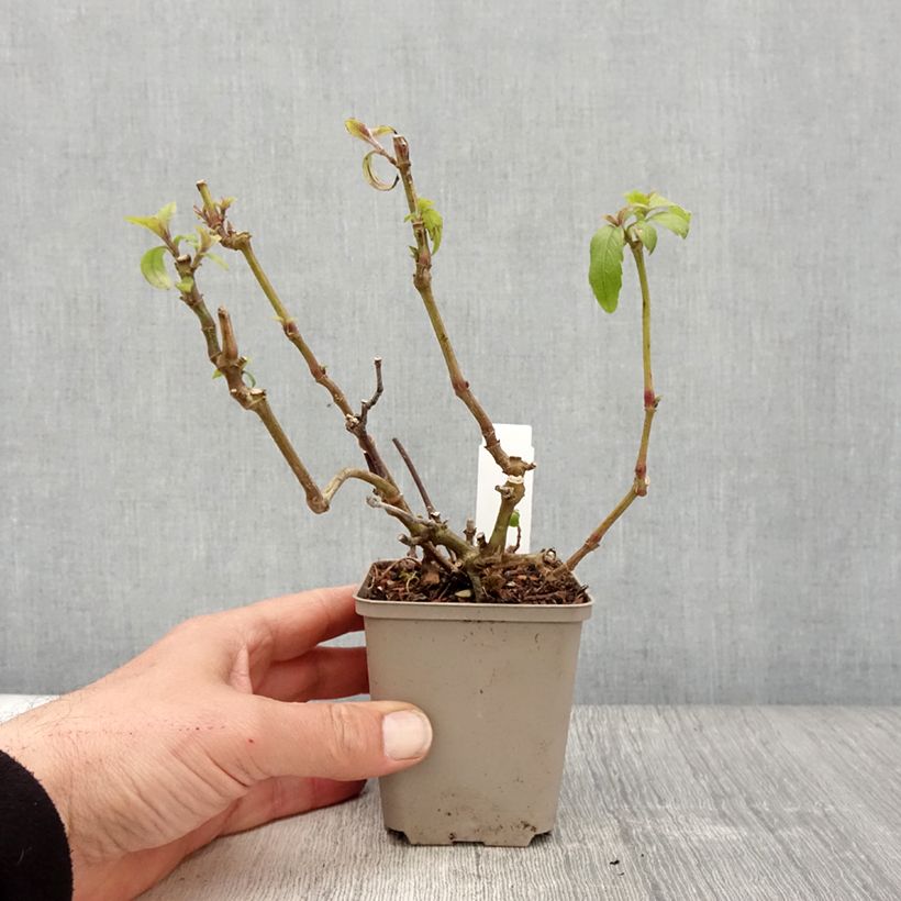 Example of Strobilanthes penstemonoides (rankanensis) Godet de 8/9 cm as you get in printemps