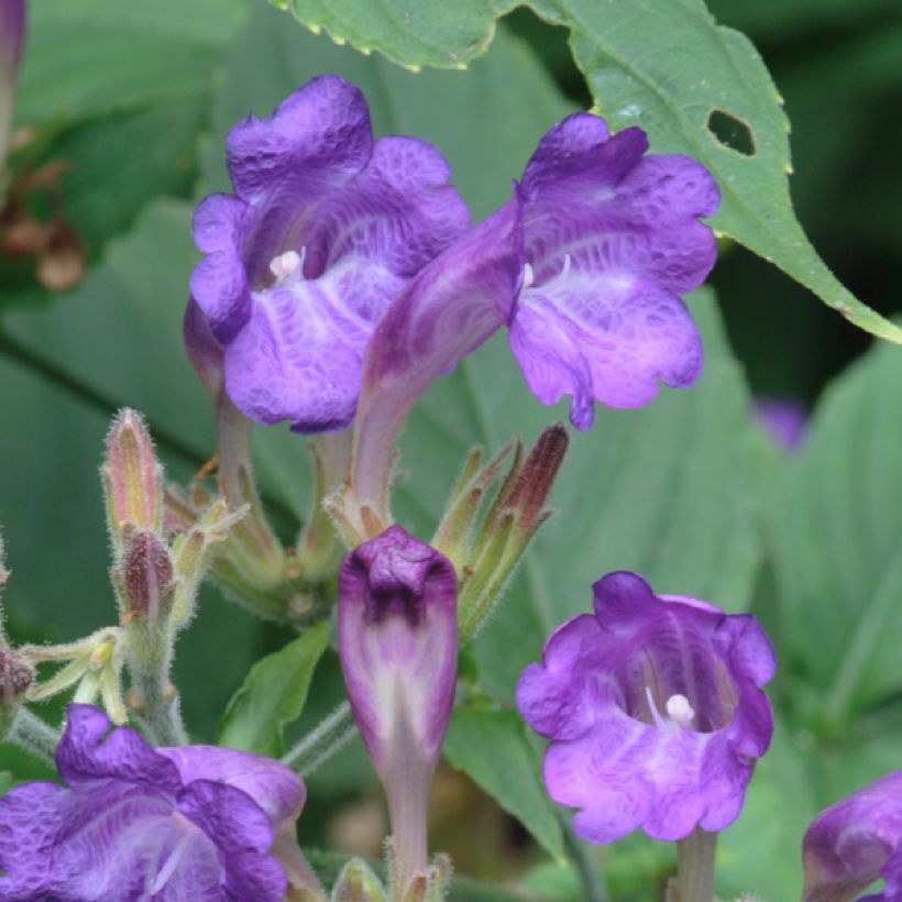Strobilanthes penstemonoides (rankanensis) (Flowering)