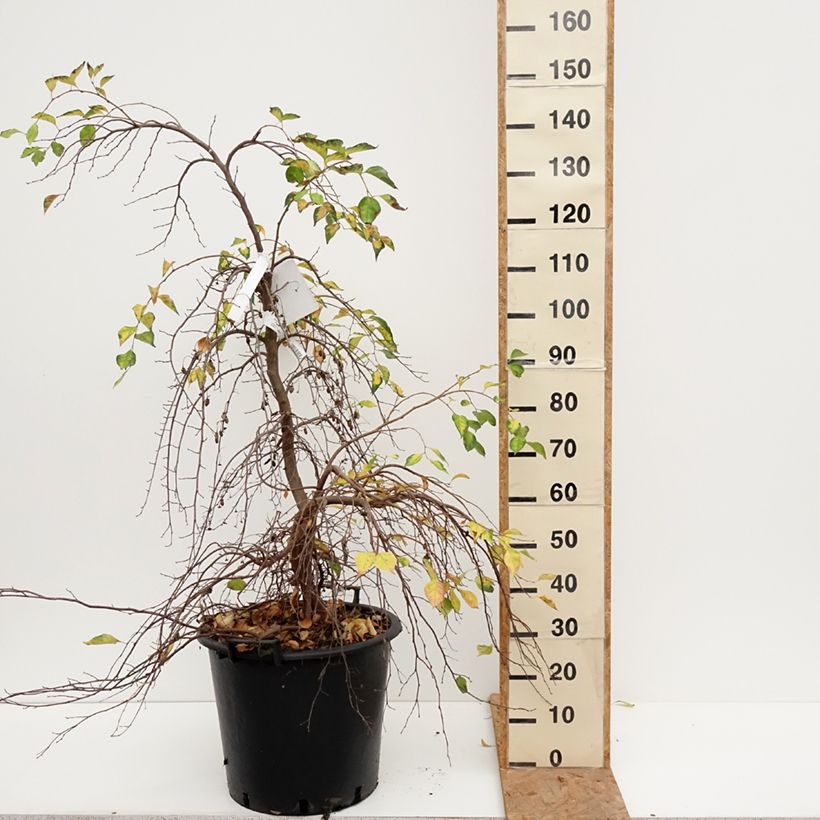 Spécimen de Styrax japonica Fragrant Fountain Pot de 30L/35L tel que livré en automne