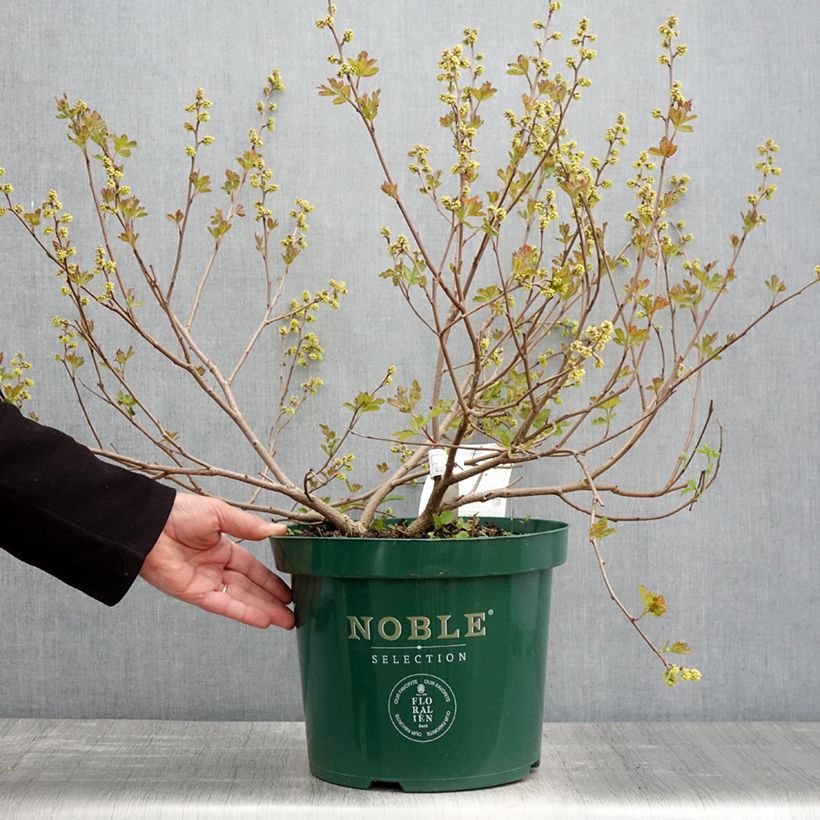 Example of Sumac aromatique - Rhus aromatica Gro-Low Pot de 7,5L/10L as you get in printemps