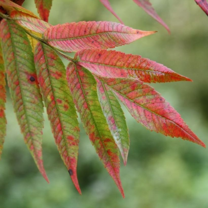 Sumac de Virginie - Rhus typhina (Foliage)