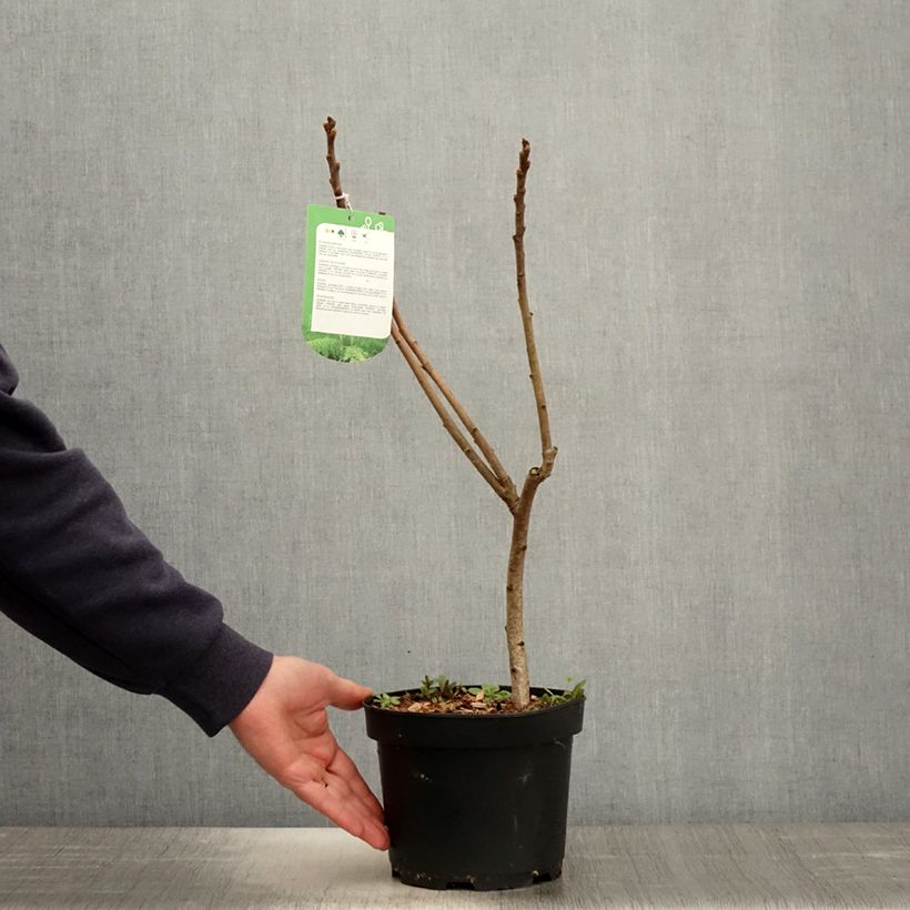 Example of Sumac de Virginie - Rhus typhina Dissecta Pot de 3L/4L as you get in printemps