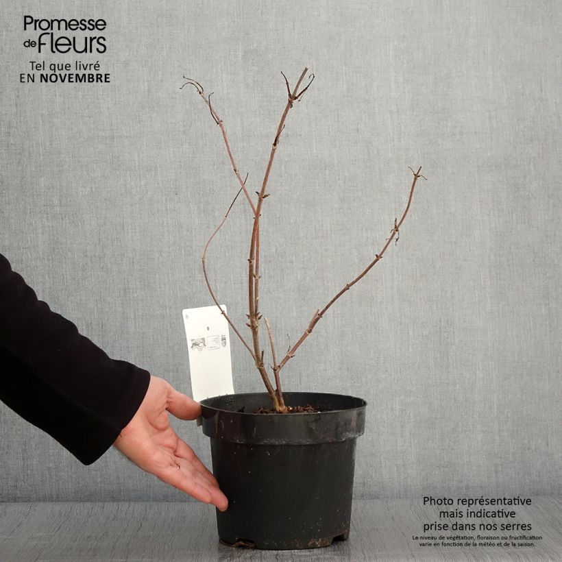 Spécimen de Sureau à grappes - Sambucus racemosa Welsh Gold Pot de 3L/4L tel que livré en automne