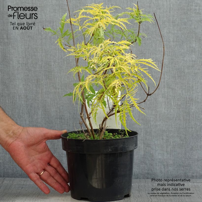 Spécimen de Sureau à grappes - Sambucus racemosa Welsh Gold Pot de 3L/4L tel que livré en été