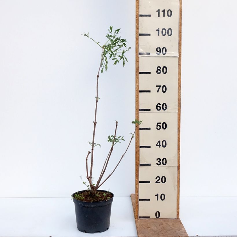 Spécimen de Sureau du Canada - Sambucus canadensis Acutiloba Pot de 4L/5L tel que livré en automne