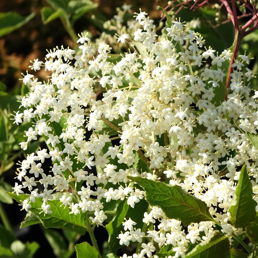 Sureau noir - Sambucus nigra Albida (Flowering)