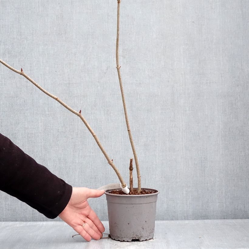 Example of Sureau noir  - Sambucus nigra Aurea Pot de 2L/3L as you get in hiver