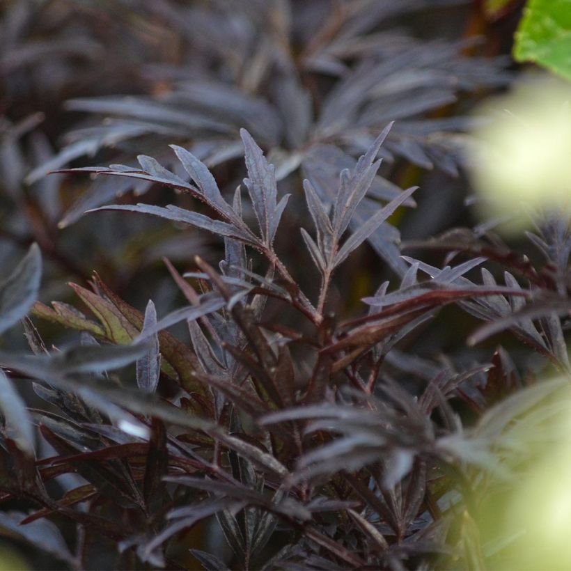 Sureau noir - Sambucus nigra Black Lace (Eva) (Foliage)