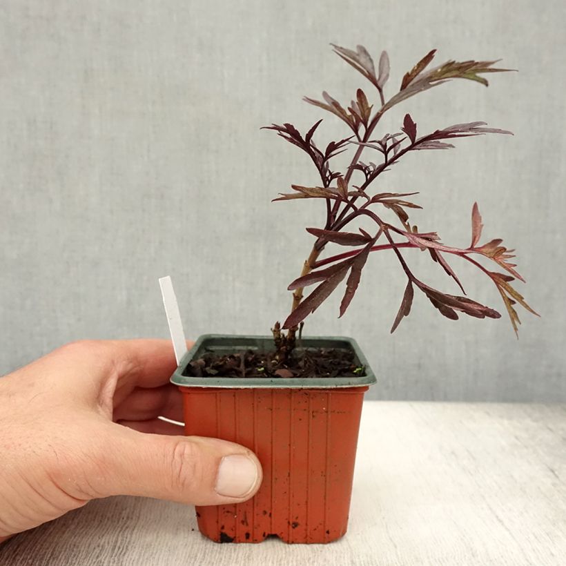Spécimen de Sureau noir - Sambucus nigra Black Lace (Eva) Godet de 8/9 cm tel que livré en automne