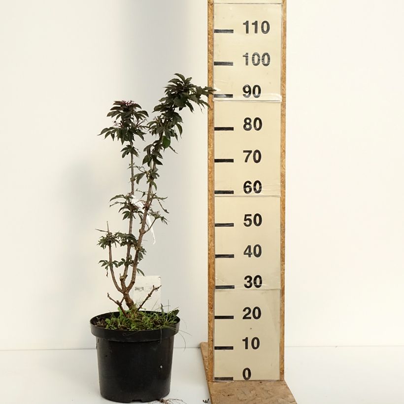 Spécimen de Sureau noir - Sambucus nigra Black Tower Pot de 7,5L/10L tel que livré en été