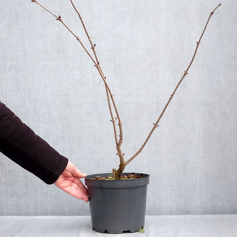 Spécimen de Sureau noir - Sambucus nigra Blue Sheen Pot de 4L/5L tel que livré en hiver