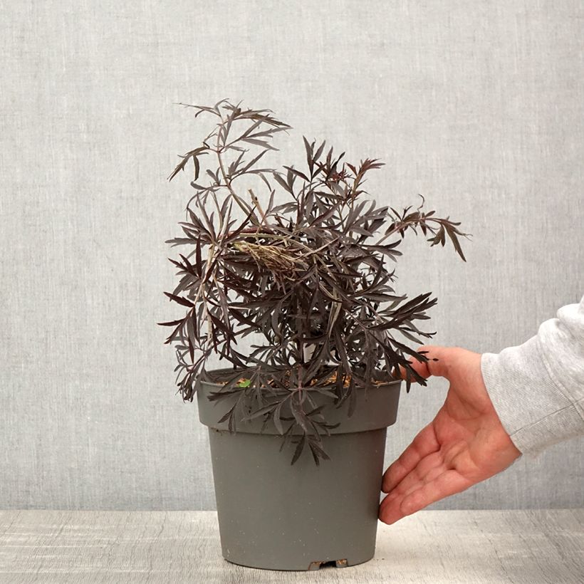 Example of Sureau noir - Sambucus nigra Cherry Lace Pot de 3L/4L as you get in printemps