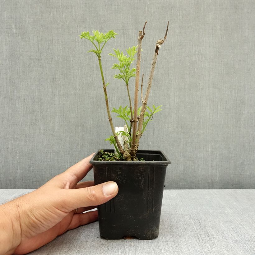 Spécimen de Sureau noir - Sambucus nigra Golden Tower Pot de 12 cm / 13 cm tel que livré en été