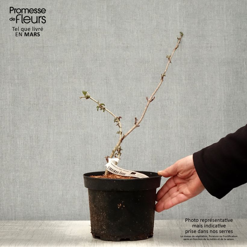 Example of Sureau noir - Sambucus nigra Haidegg 17 Pot de 3L/4L, Touffe as you get in printemps