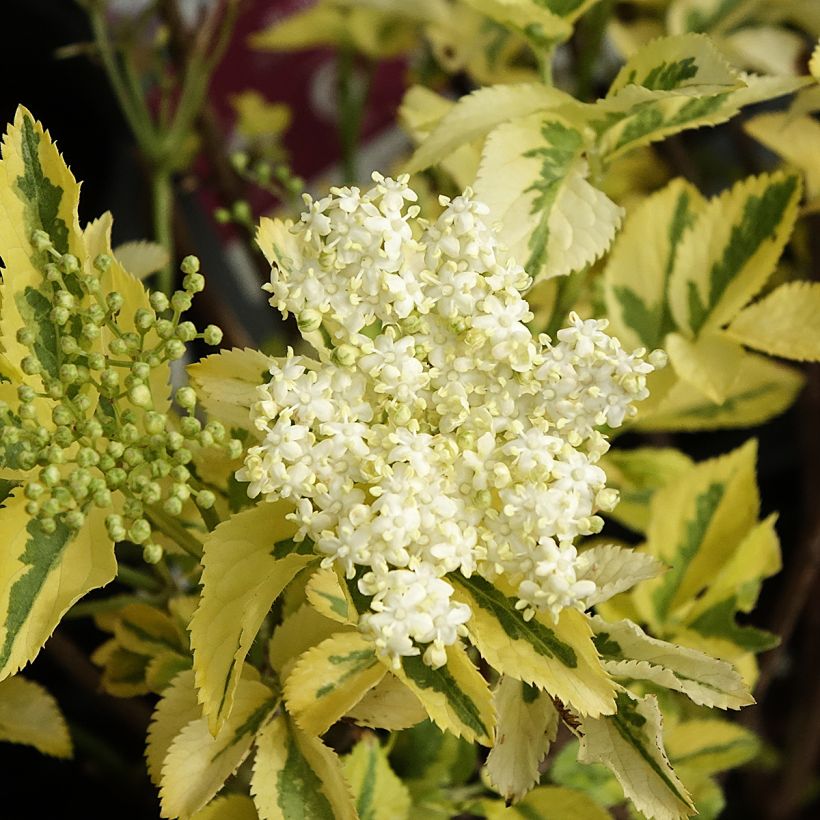 Sureau noir - Sambucus nigra Madonna (Floraison)