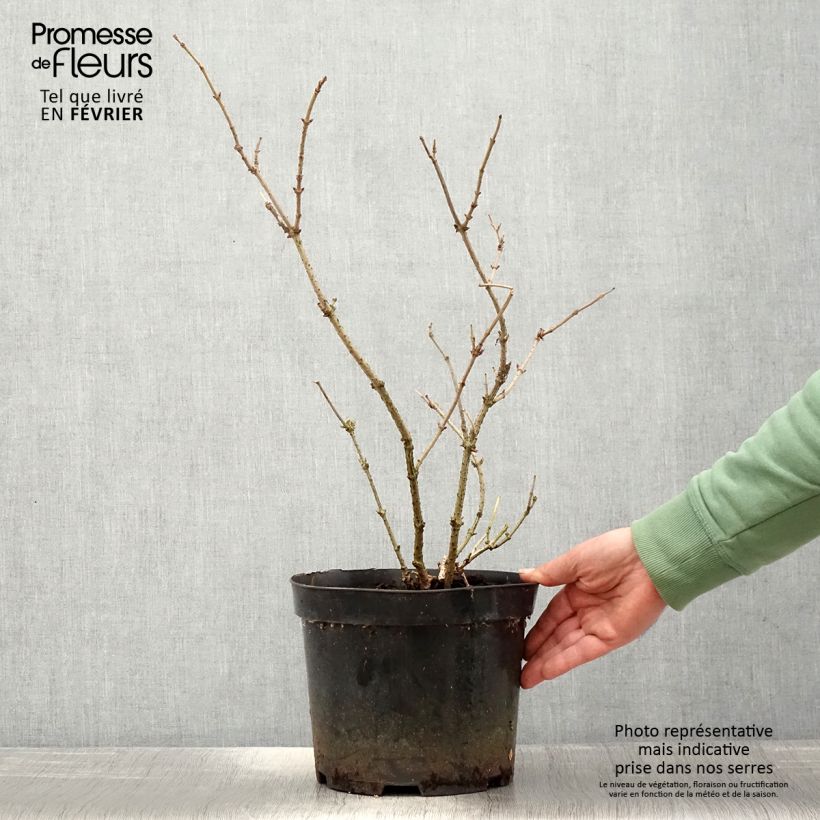 Example of Sureau noir - Sambucus nigra Marion Bull Pot de 4L/5L as you get in hiver