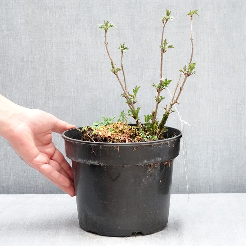 Example of Sureau noir - Sambucus nigra Obelisk Pot de 4L/5L as you get in hiver