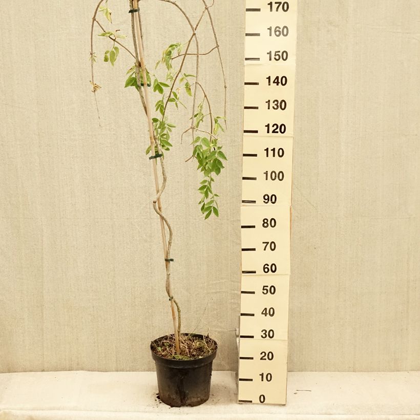 Spécimen de Sureau noir - Sambucus nigra Pendula Pot de 7,5L/10L tel que livré en été