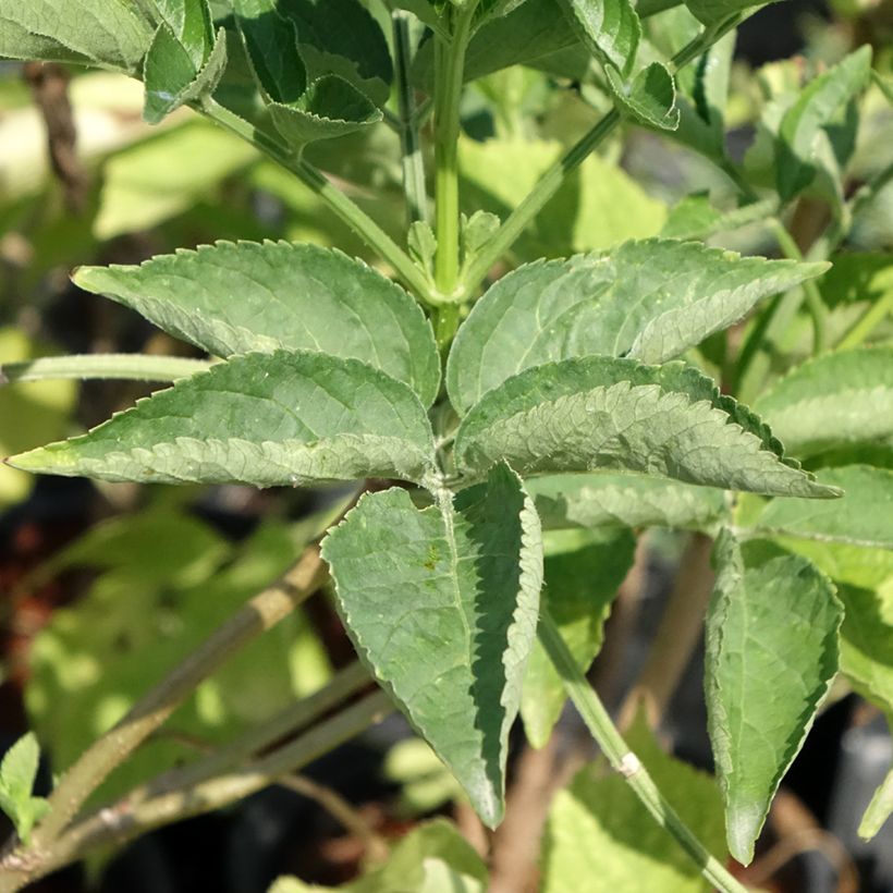 Sureau noir - Sambucus nigra (Foliage)