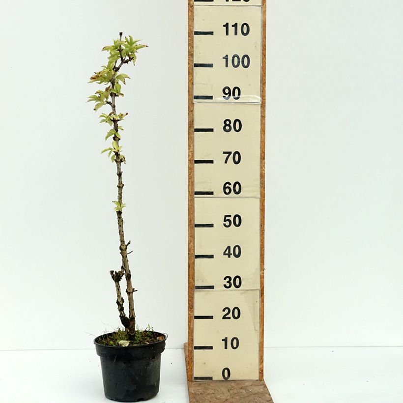 Spécimen de Sureau noir - Sambucus nigra Pyramidalis Pot de 4L/5L tel que livré en été