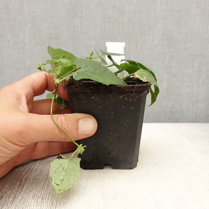 Example of Suzanne-aux-yeux-noirs - Thunbergia Tangerine Slice Godet de 8/9 cm as you get in printemps