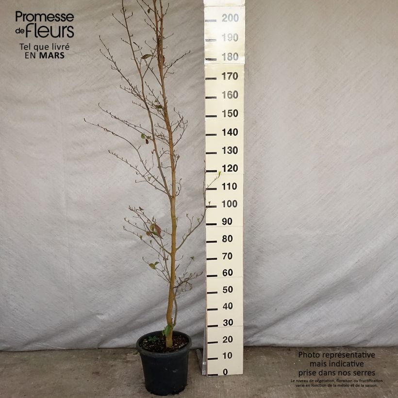 Example of Sycoparrotia semidecidua Autunno Rosso Pot de 12L/15L as you get in printemps