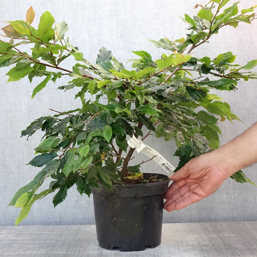 Spécimen de Sycoparrotia semidecidua Purple Haze  Pot de 3L/4L tel que livré en été