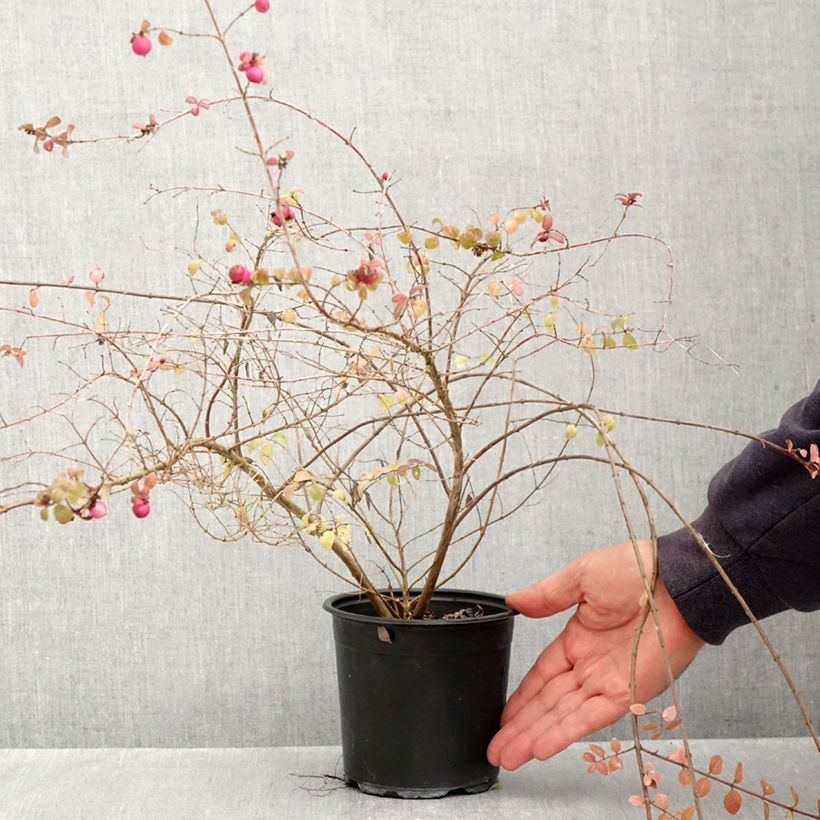 Spécimen de Symphoricarpos chenaultii Hancock - Symphorine de Chenault Pot de 1L/1,5L tel que livré en automne