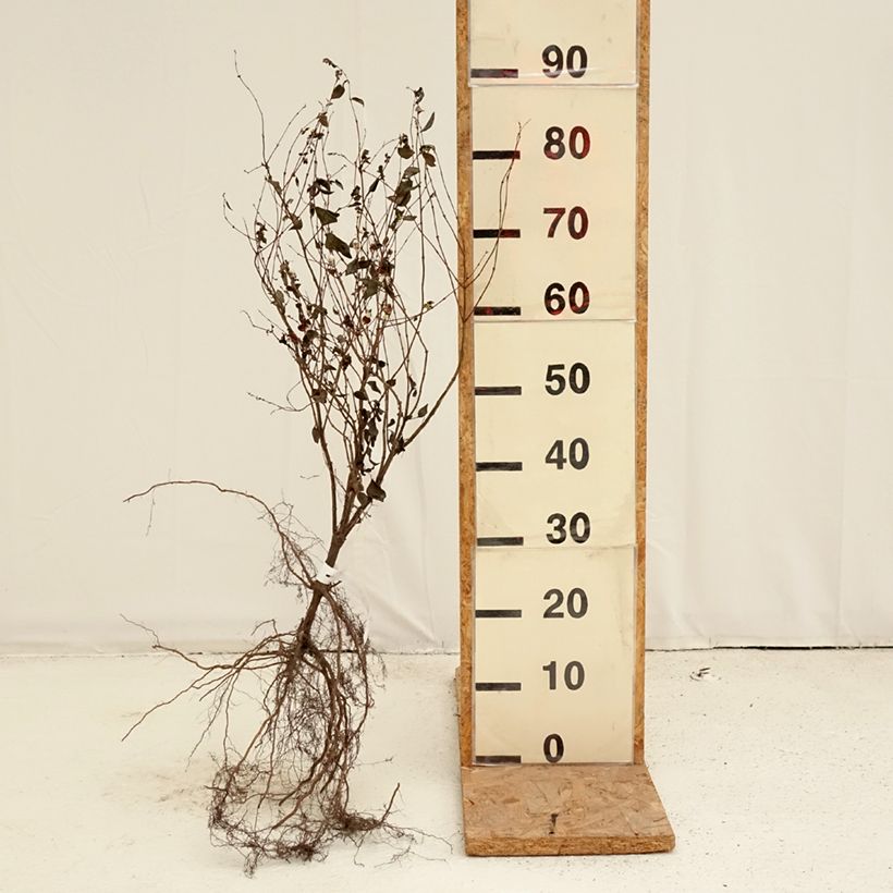 Spécimen de Symphorine blanche - Symphoricarpos albus Racines nues tel que livré en hiver