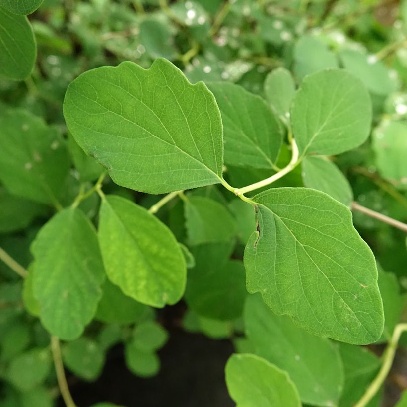 Symphorine - Symphoricarpos doorenbosii White Hedge (Foliage)