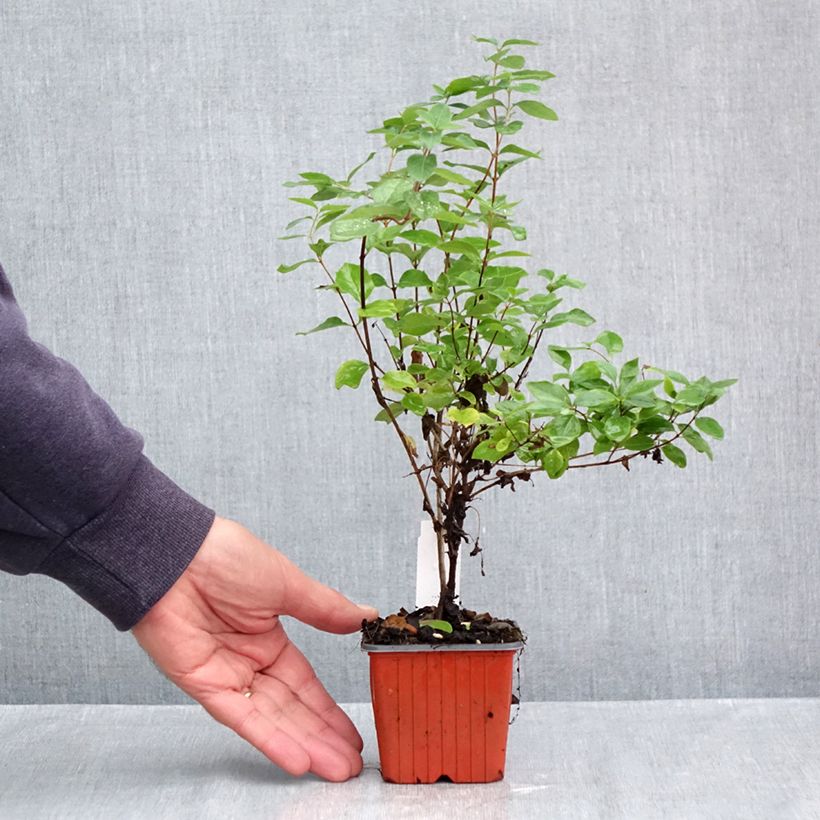 Spécimen de Symphorine - Symphoricarpos doorenbosii White Hedge Godet de 8/9 cm tel que livré en automne