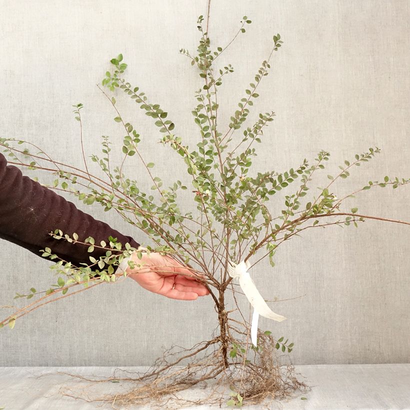 Example of Symphorine - Symphoricarpos doorenbosii White Hedge Racines nues, Buisson, Ramifié as you get in hiver