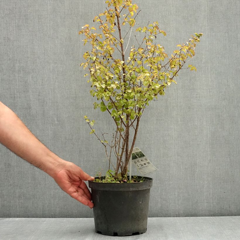 Spécimen de Symphorine - Symphoricarpos orbiculatus Symphony Rock Pot de 4L/5L tel que livré en été
