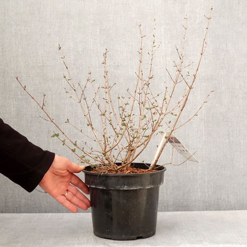 Example of Symphorine - Symphoricarpos orbiculatus Symphony Rumble Pot de 6L/7L as you get in printemps