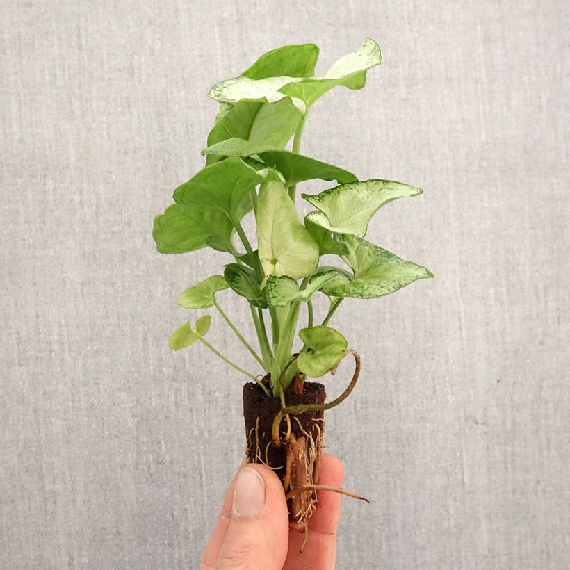 Example of Syngonium Confetti Mini-plante as you get in printemps